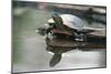 Western Painted Turtle Reflected in Pond Water-DLILLC-Mounted Photographic Print