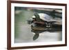 Western Painted Turtle Reflected in Pond Water-DLILLC-Framed Photographic Print