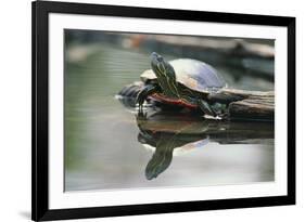 Western Painted Turtle Reflected in Pond Water-DLILLC-Framed Photographic Print