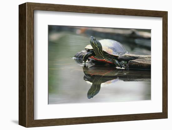 Western Painted Turtle Reflected in Pond Water-DLILLC-Framed Photographic Print