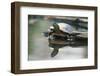 Western Painted Turtle Reflected in Pond Water-DLILLC-Framed Photographic Print