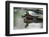 Western Painted Turtle Reflected in Pond Water-DLILLC-Framed Photographic Print