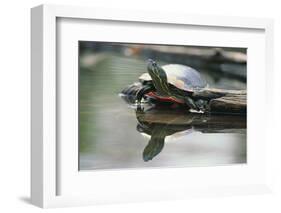 Western Painted Turtle Reflected in Pond Water-DLILLC-Framed Photographic Print