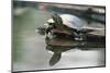 Western Painted Turtle Reflected in Pond Water-DLILLC-Mounted Photographic Print