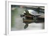 Western Painted Turtle Reflected in Pond Water-DLILLC-Framed Photographic Print