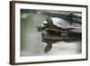 Western Painted Turtle Reflected in Pond Water-DLILLC-Framed Photographic Print