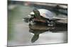 Western Painted Turtle Reflected in Pond Water-DLILLC-Mounted Photographic Print