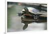 Western Painted Turtle Reflected in Pond Water-DLILLC-Framed Photographic Print