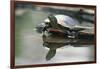 Western Painted Turtle Reflected in Pond Water-DLILLC-Framed Photographic Print