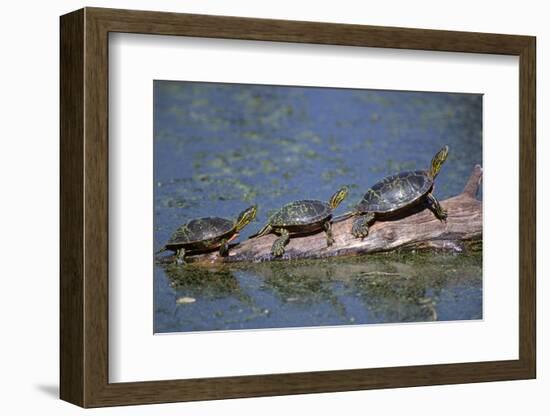 Western Painted Turtle, Two Sunning Themselves on a Log, National Bison Range, Montana, Usa-John Barger-Framed Photographic Print