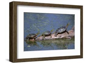 Western Painted Turtle, Two Sunning Themselves on a Log, National Bison Range, Montana, Usa-John Barger-Framed Photographic Print