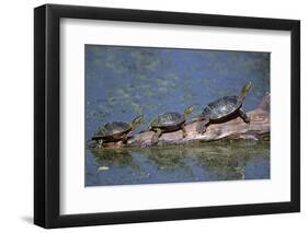 Western Painted Turtle, Two Sunning Themselves on a Log, National Bison Range, Montana, Usa-John Barger-Framed Photographic Print