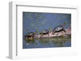 Western Painted Turtle, Two Sunning Themselves on a Log, National Bison Range, Montana, Usa-John Barger-Framed Photographic Print