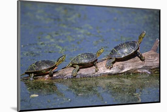 Western Painted Turtle, Two Sunning Themselves on a Log, National Bison Range, Montana, Usa-John Barger-Mounted Photographic Print