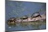 Western Painted Turtle, Two Sunning Themselves on a Log, National Bison Range, Montana, Usa-John Barger-Mounted Photographic Print