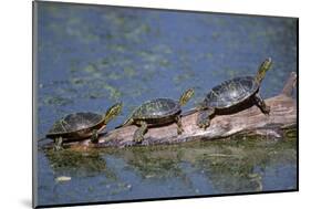 Western Painted Turtle, Two Sunning Themselves on a Log, National Bison Range, Montana, Usa-John Barger-Mounted Photographic Print