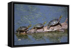 Western Painted Turtle, Two Sunning Themselves on a Log, National Bison Range, Montana, Usa-John Barger-Framed Stretched Canvas