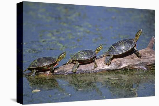 Western Painted Turtle, Two Sunning Themselves on a Log, National Bison Range, Montana, Usa-John Barger-Stretched Canvas