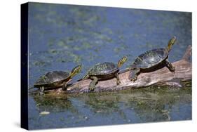 Western Painted Turtle, Two Sunning Themselves on a Log, National Bison Range, Montana, Usa-John Barger-Stretched Canvas