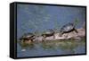 Western Painted Turtle, Two Sunning Themselves on a Log, National Bison Range, Montana, Usa-John Barger-Framed Stretched Canvas