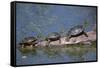 Western Painted Turtle, Two Sunning Themselves on a Log, National Bison Range, Montana, Usa-John Barger-Framed Stretched Canvas