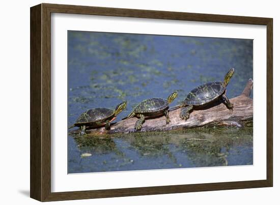 Western Painted Turtle, Two Sunning Themselves on a Log, National Bison Range, Montana, Usa-John Barger-Framed Photographic Print