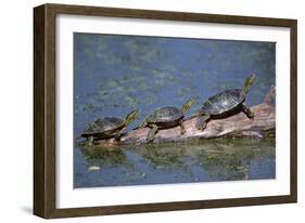 Western Painted Turtle, Two Sunning Themselves on a Log, National Bison Range, Montana, Usa-John Barger-Framed Photographic Print