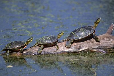 https://imgc.allpostersimages.com/img/posters/western-painted-turtle-two-sunning-themselves-on-a-log-national-bison-range-montana-usa_u-L-Q13BNFC0.jpg?artPerspective=n