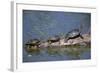 Western Painted Turtle, Two Sunning Themselves on a Log, National Bison Range, Montana, Usa-John Barger-Framed Photographic Print