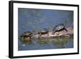 Western Painted Turtle, Two Sunning Themselves on a Log, National Bison Range, Montana, Usa-John Barger-Framed Photographic Print