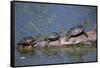 Western Painted Turtle, Two Sunning Themselves on a Log, National Bison Range, Montana, Usa-John Barger-Framed Stretched Canvas