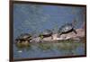 Western Painted Turtle, Two Sunning Themselves on a Log, National Bison Range, Montana, Usa-John Barger-Framed Photographic Print