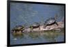 Western Painted Turtle, Two Sunning Themselves on a Log, National Bison Range, Montana, Usa-John Barger-Framed Photographic Print