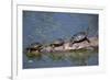 Western Painted Turtle, Two Sunning Themselves on a Log, National Bison Range, Montana, Usa-John Barger-Framed Photographic Print