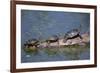 Western Painted Turtle, Two Sunning Themselves on a Log, National Bison Range, Montana, Usa-John Barger-Framed Photographic Print