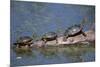 Western Painted Turtle, Two Sunning Themselves on a Log, National Bison Range, Montana, Usa-John Barger-Mounted Photographic Print