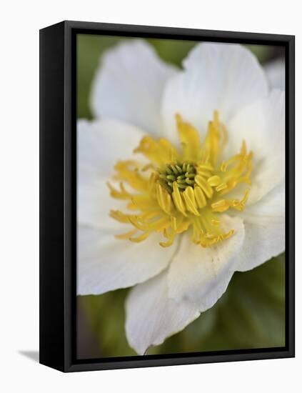 Western Pasqueflower (Anemone Occidentalis), Glacier National Park, Montana, USA, North America-James Hager-Framed Stretched Canvas