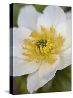 Western Pasqueflower (Anemone Occidentalis), Glacier National Park, Montana, USA, North America-James Hager-Stretched Canvas