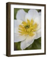 Western Pasqueflower (Anemone Occidentalis), Glacier National Park, Montana, USA, North America-James Hager-Framed Photographic Print