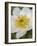 Western Pasqueflower (Anemone Occidentalis), Glacier National Park, Montana, USA, North America-James Hager-Framed Photographic Print