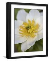 Western Pasqueflower (Anemone Occidentalis), Glacier National Park, Montana, USA, North America-James Hager-Framed Photographic Print