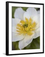 Western Pasqueflower (Anemone Occidentalis), Glacier National Park, Montana, USA, North America-James Hager-Framed Photographic Print