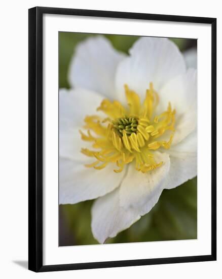 Western Pasqueflower (Anemone Occidentalis), Glacier National Park, Montana, USA, North America-James Hager-Framed Photographic Print