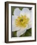 Western Pasqueflower (Anemone Occidentalis), Glacier National Park, Montana, USA, North America-James Hager-Framed Premium Photographic Print