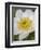 Western Pasqueflower (Anemone Occidentalis), Glacier National Park, Montana, USA, North America-James Hager-Framed Premium Photographic Print