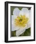 Western Pasqueflower (Anemone Occidentalis), Glacier National Park, Montana, USA, North America-James Hager-Framed Premium Photographic Print