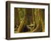 Western Red Cedar, Hoh Rain Forest, Olympic National Park, Washington, USA-Michel Hersen-Framed Photographic Print