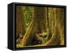 Western Red Cedar, Hoh Rain Forest, Olympic National Park, Washington, USA-Michel Hersen-Framed Stretched Canvas