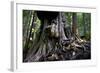 Western Red Cedar Tree (Thuja Plicata) Deemed Canada'S 'Gnarliest Tree' In The Old Growth Forest-Cheryl-Samantha Owen-Framed Photographic Print