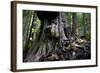 Western Red Cedar Tree (Thuja Plicata) Deemed Canada'S 'Gnarliest Tree' In The Old Growth Forest-Cheryl-Samantha Owen-Framed Photographic Print